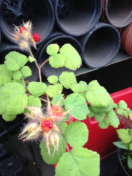 Rough winds do shake the darling buds of May: Alternative potting shed thread