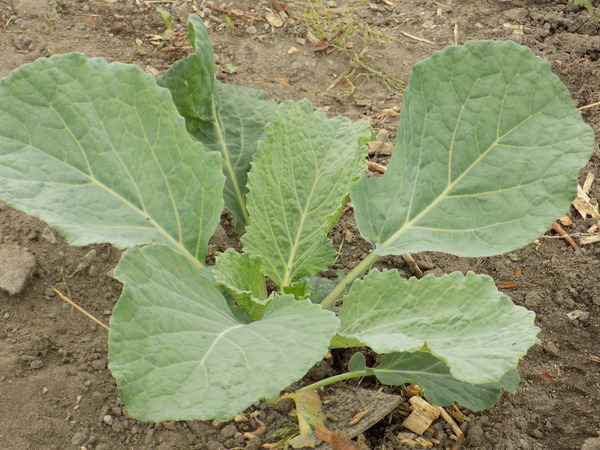 The 2015 Allotment / Veg Patch Thread Part 3 already!