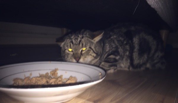 This is NOT my cat