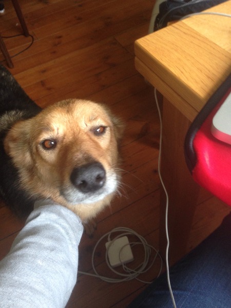 Help - rescue dog problems