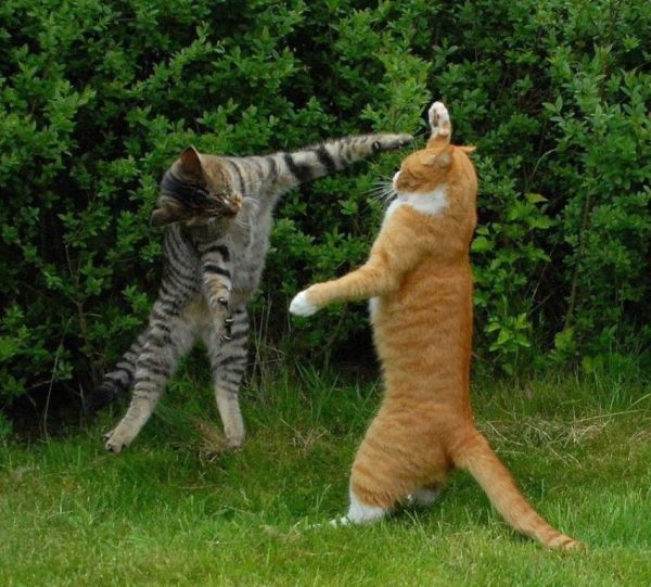 To expect my neighbour to take responsibility for his cat attacking mine?!!