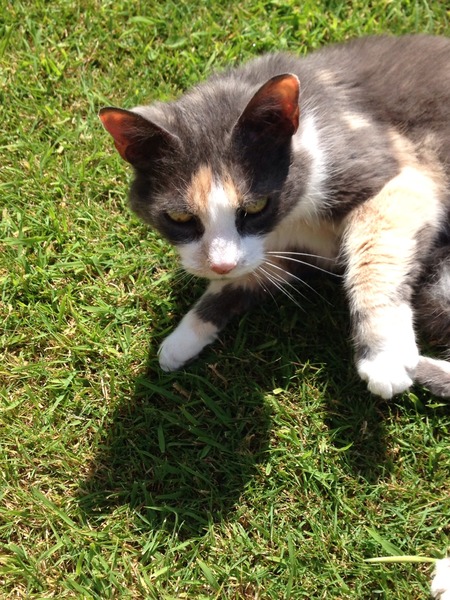 Urgent! Poorly cat help/advice needed