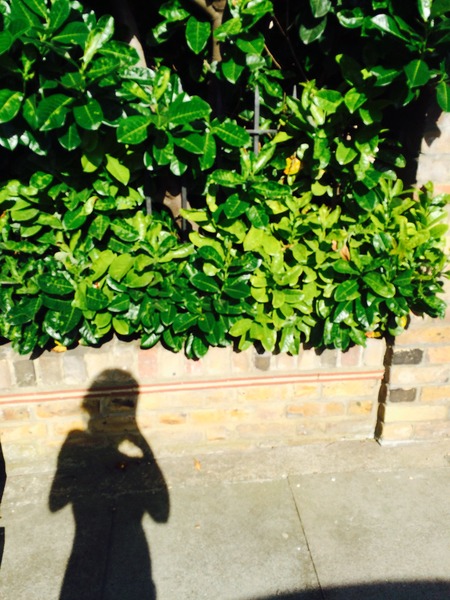 Please can anyone identify this plant