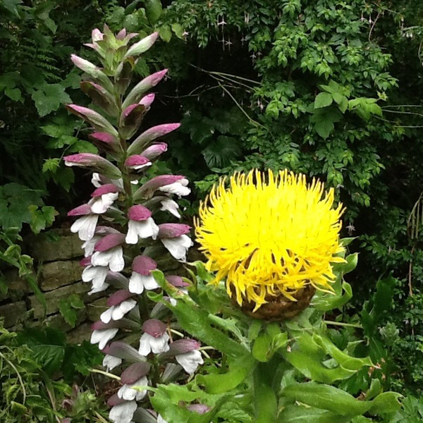 Tell me what is flowering in your garden today.