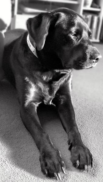 For the love of dogs