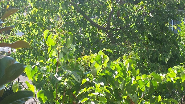 New to gardening - please tell me this isn't knotweed?!