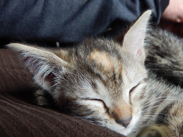 Can you tell me if my kitten is male or female?
