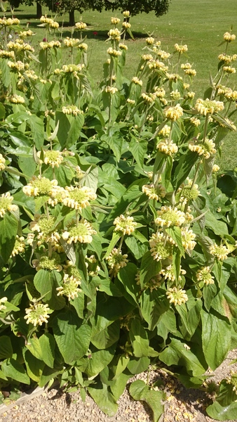 Rough winds do shake the darling buds of May: Alternative potting shed thread