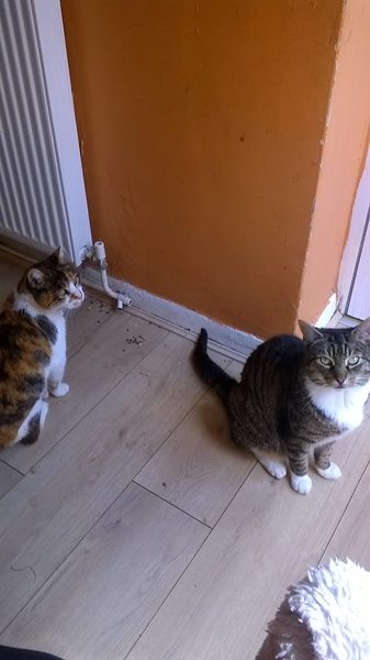 A cat/kitten picture sharing thread.