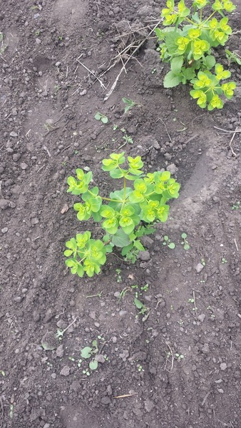 what is this plant please?