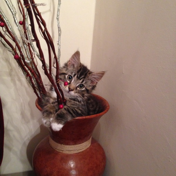 What is your cat called and how did you choose its name?