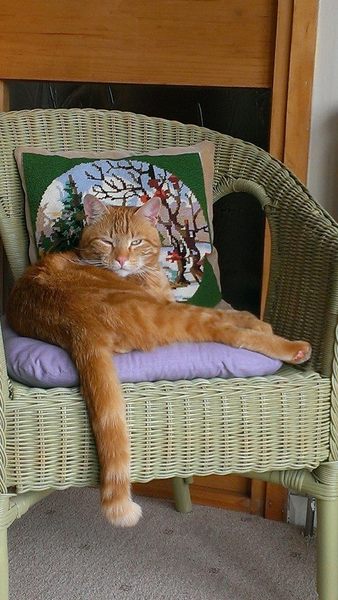 Should we take our cat on holiday?