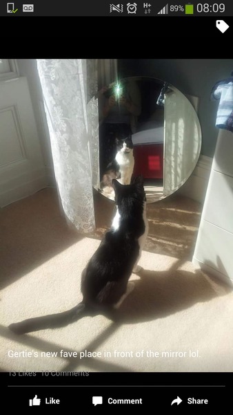 Lovely thread about our cats.
