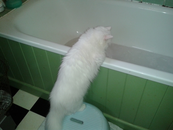 Lovely thread about our cats.