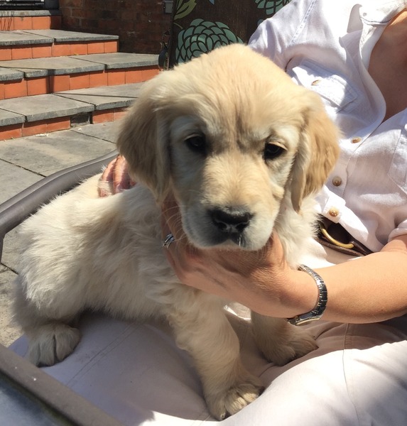 Ive had a golden retriever puppy 4 days....and changed my mind