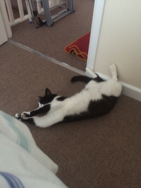 Adopting a very 'Scaredy Cat' - all advice and tips welcome