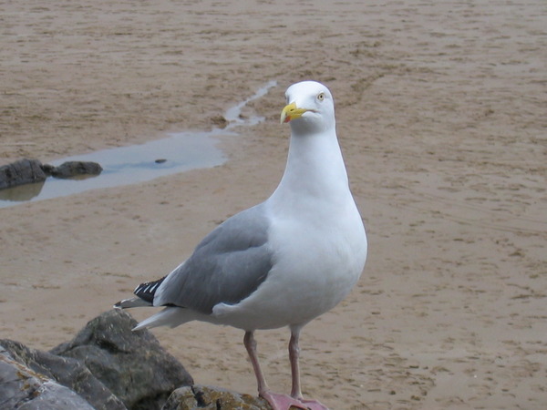 To be scared of a seagull?
