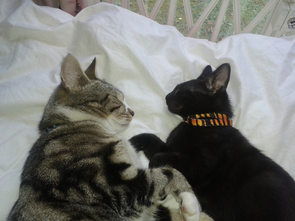 Lovely thread about our cats.