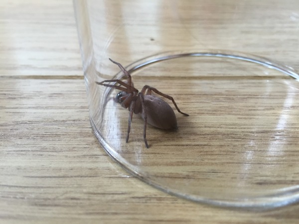 Is it spider season already?! [MNHQ warning - spider pics!]
