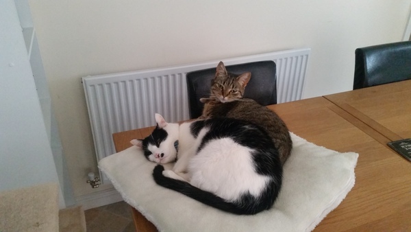 A cat/kitten picture sharing thread.