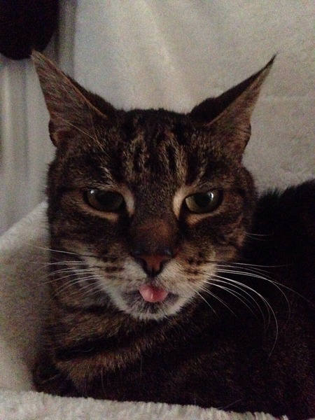 What is your cat called and how did you choose its name?