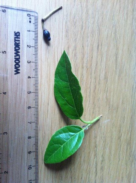 difficult to identify this garden plant