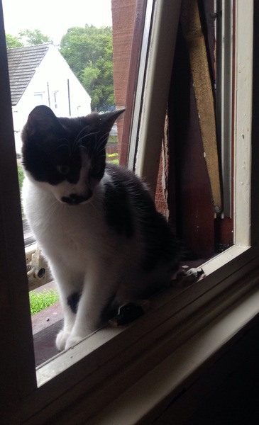 A cat/kitten picture sharing thread.