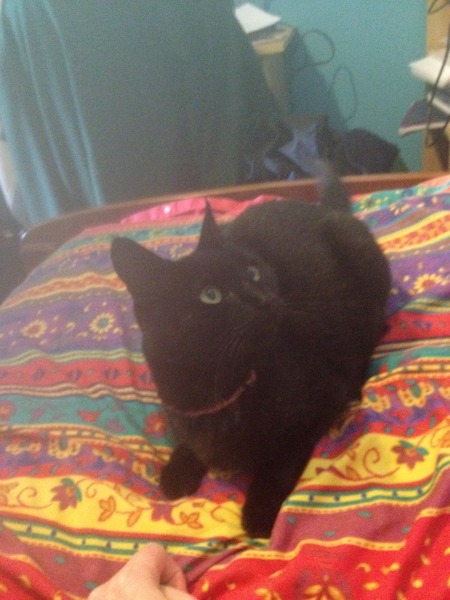 What is your cat called and how did you choose its name?