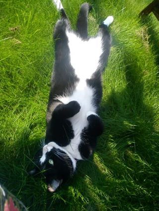 Lovely thread about our cats.