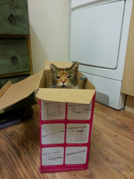 Lovely thread about our cats.