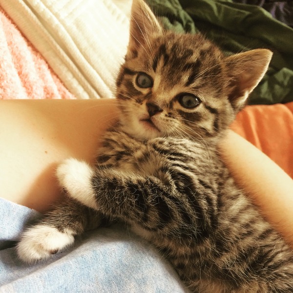 gratuitous cat photos
