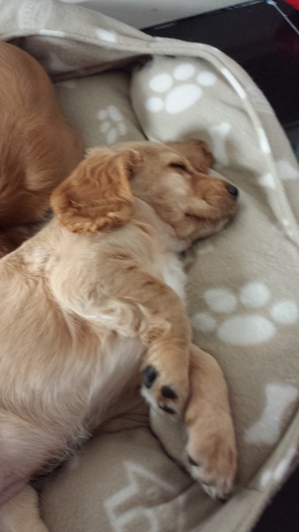 New puppy coming to stay!!!!