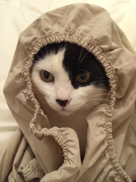 Lovely thread about our cats.