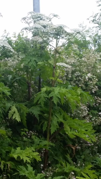 Giant Hogweed?