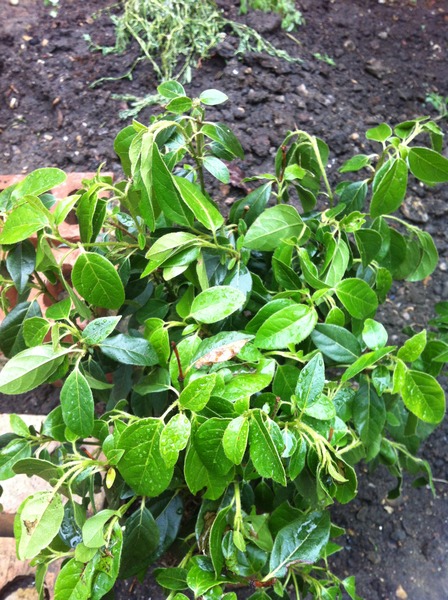 difficult to identify this garden plant