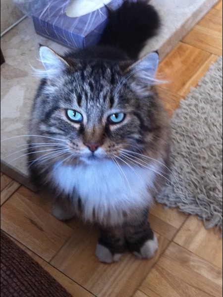 Does anyone have a Maine Coon?