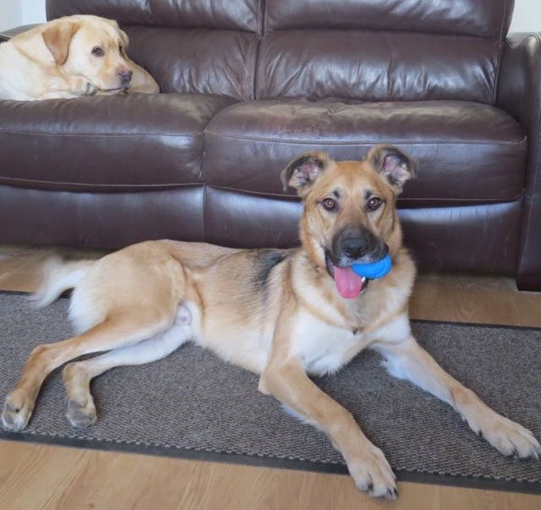 Help - rescue dog problems
