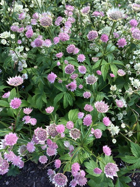 Plant identification please!