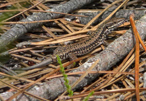 to think slow worms are lovley