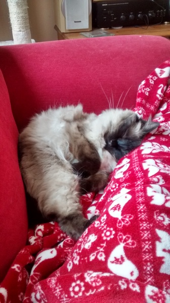 Why does my cat do this?!