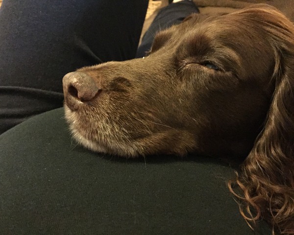 For the love of dogs