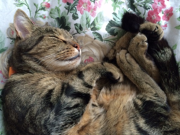 Lovely thread about our cats.