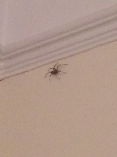 Is it spider season already?! [MNHQ warning - spider pics!]