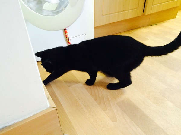 He followed me home - can I keep him?