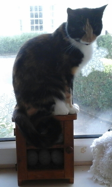 Tell me about your female kittens/cats please