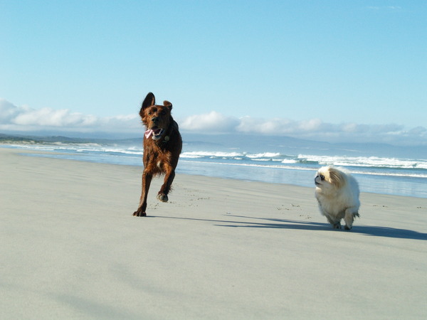 Big and smaller  dog