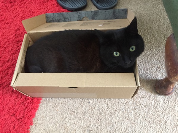 Lovely thread about our cats.