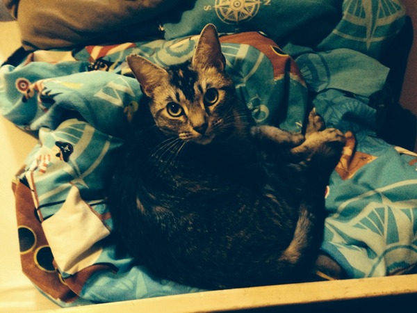 gratuitous cat photos