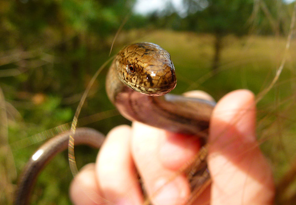 to think slow worms are lovley