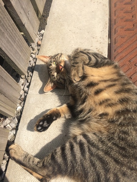 Should we take our cat on holiday?